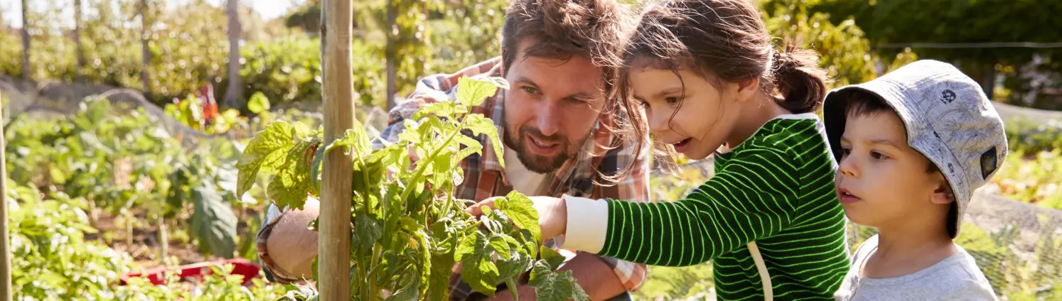 Ein Mann und zwei kleine Kinder begutachten eine Tomatenpflanze in einem Beet.