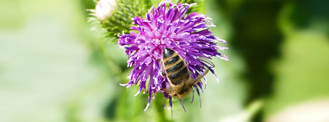 Eine Biene bestäubt eine Pflanze