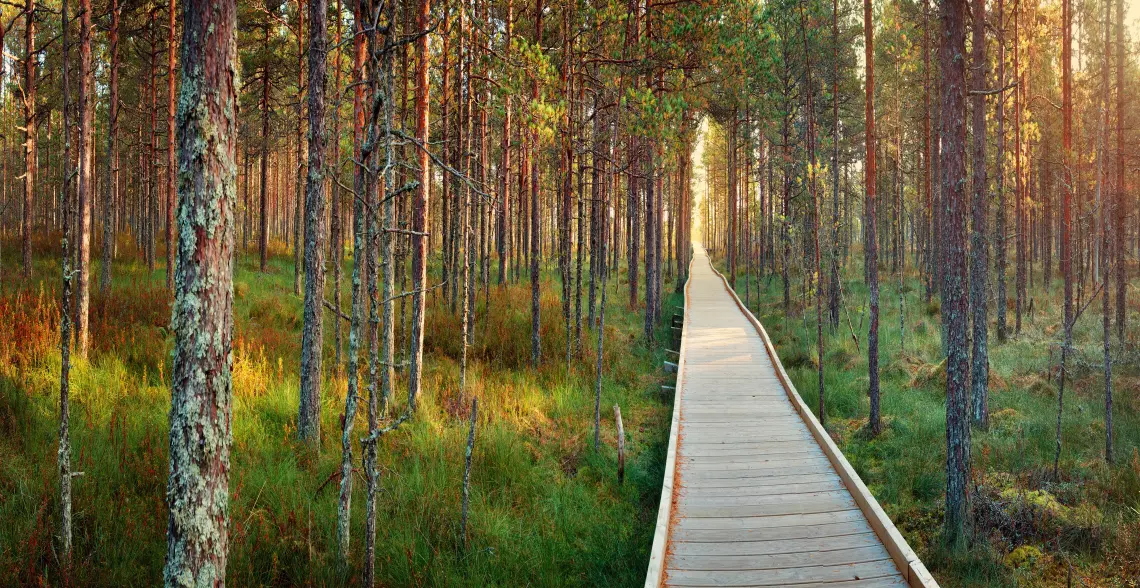 Ein Steg aus Holz führt durch einen Wald