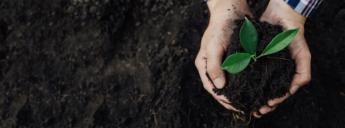 Ein Setzling wird in den Boden gepflanzt, Hände halten den Setzling mit Erde