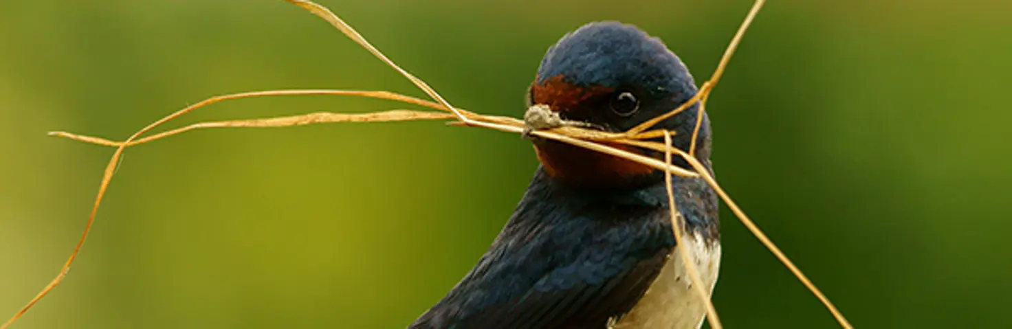 Ein Vogel mit einem Grashalm im Schnabel sitzt auf einem Ast
